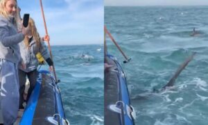 Momento de pánico: tiburón mordió y desinfló barco durante carrera de sardinas - Gente - Cultura