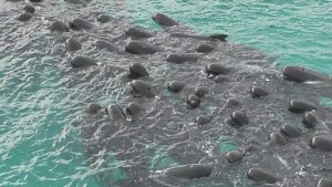 Muere casi un centenar de ballenas piloto que quedaron varadas en Australia