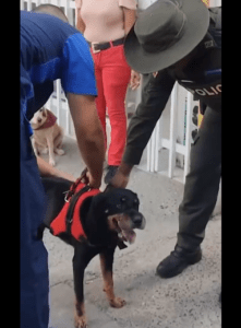Para que no ladrara a un perro le pusieron un bozal de alambre de púas en Cali - Cali - Colombia