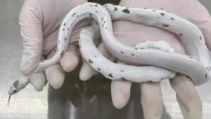Pensaba traficar serpientes vivas en su cuerpo, pero nada salió según lo planeado (VIDEO)