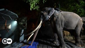 Repatrian elefante a Tailandia por maltrato en Sri Lanka – DW – 02/07/2023