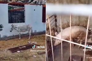 Rescatan animales que fueron abandonados en un galpón en El Valle tras usarlos en un nacimiento viviente: eran maltratados (+Video)