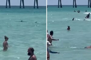 Tiburón se paseó muy cerca de la orilla en una playa repleta de bañistas en la Florida y causó terror (+Video impactante)