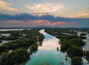 Tres cuartas partes de los manglares del mundo están amenazados
