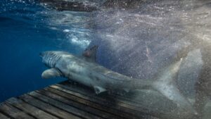 Turista gravemente herida tras ataque de tiburón en Galápagos
