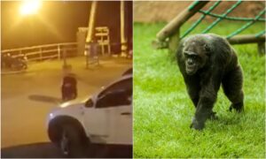 Un chimpancé se escapó del bioparque Ukumarí en Pereira - Otras Ciudades - Colombia