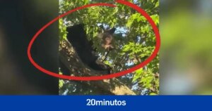 Un oso termina subido al árbol del jardín de una casa después de apropiarse de la comida de una barbacoa