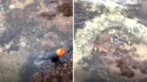 Una joven quiso filmar el mar, pero un animal la atacó y lo que pasó la sorprendió (VIDEO)