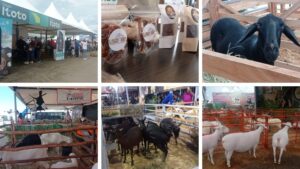 Venezuela tiene capacidad para convertirse en exportador de ganado ovino y caprino