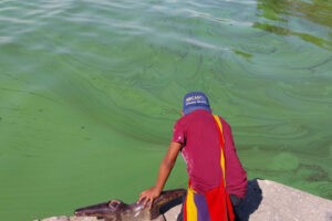 Zulianos afectados por verdín en el Lago de Maracaibo