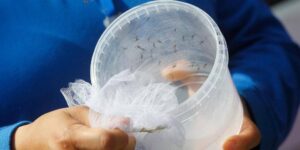 ombaten el dengue: introducen bacteria en zancudos con bacteria en Valle - Cali - Colombia