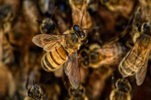 Adulto mayor pierde la vida por ataque de abejas africanas