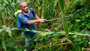 Agroquímicos sin regulación dañan salud de población rural en América Central