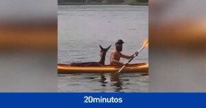 Así ha sido el rescate en kayak de este ciervo que cayó despistado al agua