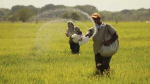 Campesinos advierten que siembra de arroz en Calabozo disminuyó más de 30%