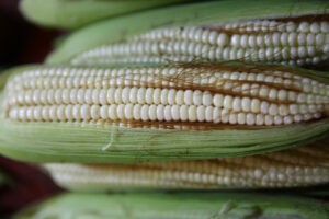 Canadá se une a EE.UU. en solicitud de panel contra México por maíz transgénico