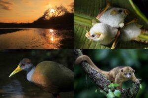 Caza ilegal de fauna silvestre en Montes de María en aumento - Otras Ciudades - Colombia