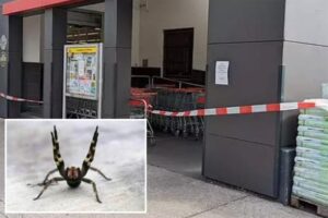 Cerraron supermercado por invasión de una araña capaz de causar largas y dolorosas erecciones