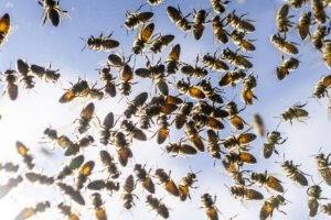 Cinco millones de abejas se escapan de un camin que las transportaba en Canad