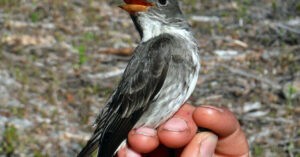 Cómo rastrear un pájaro cantor desde Alaska hasta Perú