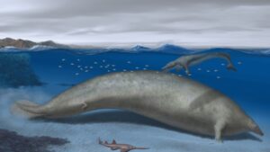 Descubren fósil en Perú de ballena que puede haber excedido en masa a la ballena azul