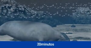 Descubren un nuevo animal gigante que destrona a la ballena azul