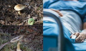 Dos jóvenes en el Huila murieron tras consumir hongos venenosos - Otras Ciudades - Colombia