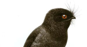 Egotelo de Nueva Caledonia: La misteriosa ave australiana