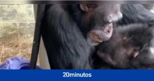 El abrazo cargado de sentimiento entre estos dos chimpancés al haber conseguido salir de un infierno