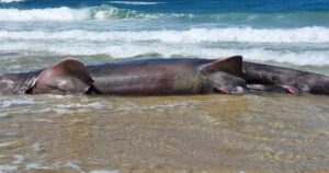 El cadáver de un tiburón peregrino de seis metros aparece varado en la playa de Doniños de Ferrol (Galicia)