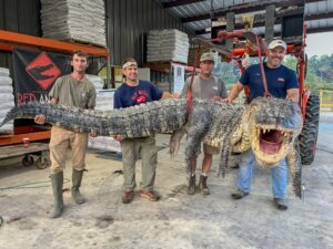 El enorme caimán que logró atrapar un grupo de hombres - Gente - Cultura