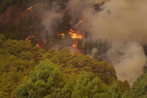 El fuego de Arafo (Tenerife) está "fuera de control" cuando afecta a más de 1.800 hectáreas
