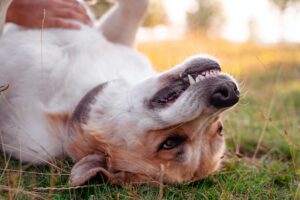 El lenguaje corporal de los perros: qué significa cuando se acuestan panza arriba