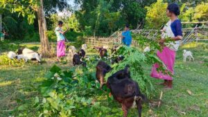 Empoderamiento de las mujeres en India de la mano de la ganadería caprina