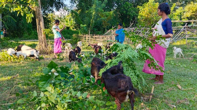 Empoderamiento de las mujeres en India de la mano de la ganadería caprina
