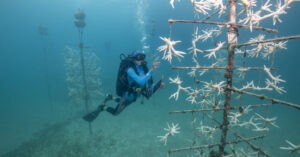 En Florida sacan los corales del océano para salvarlos del calor