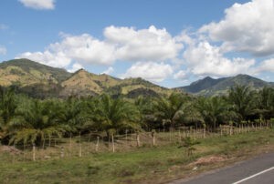 En Honduras, un enfoque democrático del aceite de palma desafía al statu quo
