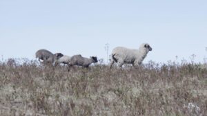 Escena escalofriante: descubren en Perú más de 30 ovejas muertas con orificios en sus cráneos - AlbertoNews