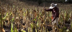 FAO lanza plan para apoyar comunidades vulnerables por El Niño