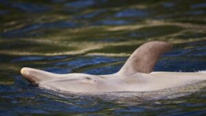 Hallan muerta una cría de delfín tras ser fotografiada en las manos de un joven en EE.UU. - AlbertoNews