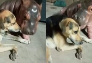 Hipopótamo se hace viral al jugar con un perro en una casa (VIDEO)