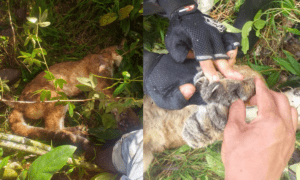 Indignación por puma hembra envenenada en Antioquia: buscan a sus tres cachorritos - Colombia