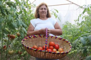 Inicia cosecha de tomates en casa de cultivo en El Junquito |