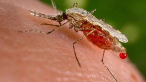 Naturally occurring bacteria block mosquitoes' malaria parasite