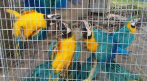 Investigan presunto contrabando de aves en la Petare-Guarenas