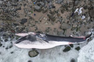 La muerte de ballena varada en costa de Lima podría estar ligada al tráfico de fauna