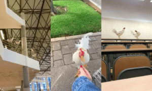 Las gallinas invasoras en una universidad de España permanecen incluso en clases - Gente - Cultura
