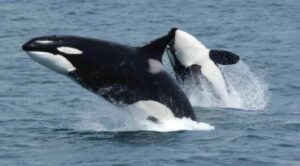 Liberan a siete ballenas orca varadas en costas del estado Sucre