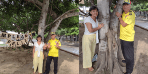 Los árboles de caucho que les celebraron el cumpleaños en Barranquilla - Barranquilla - Colombia
