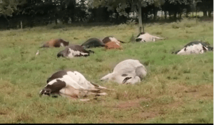 Más de medio centenar de vacas amanecieron muertas en finca del Valle - Cali - Colombia